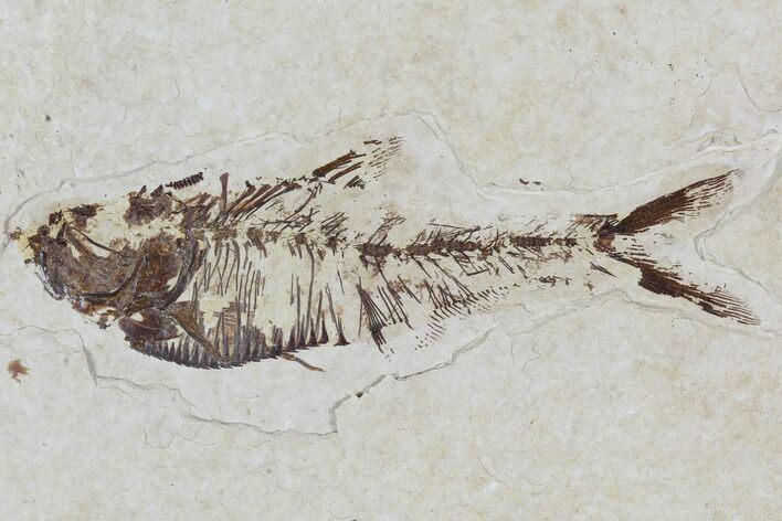 Diplomystus Fossil Fish - Wyoming #101206